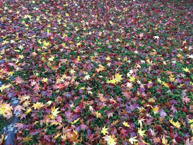 アイフォンで撮影した紅葉