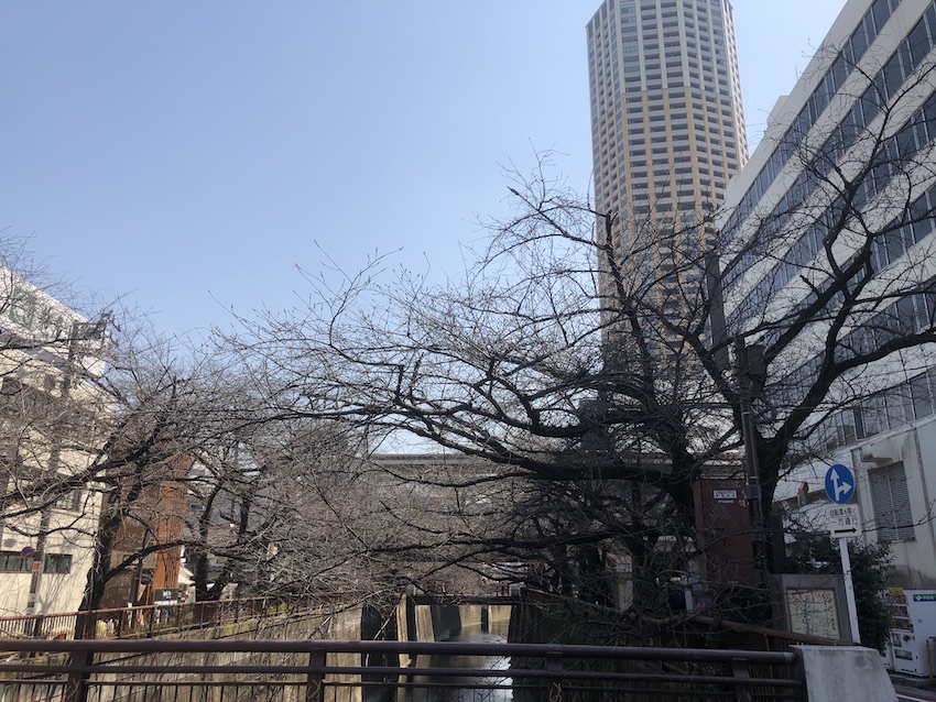 開花前の中目黒の桜の様子